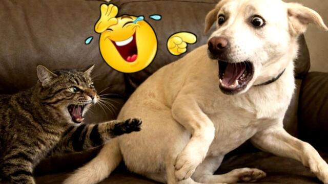 The Moment This Dog Realized the Cat Set Him Up