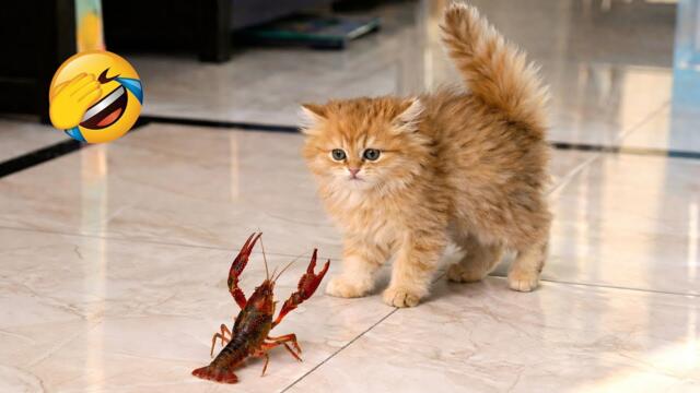Funny animals will brighten your day instantly 😅 Best Funny Cats and Dogs Videos 😹🐶