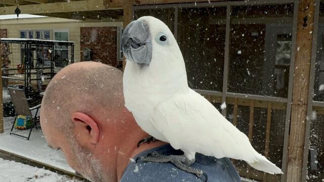 Buster Vs. Snow | Do you want to touch the snow? WHAT? Subtitles & oldie but goodie