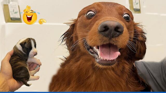 You Can’t Stop Laughing At These Pets 🤣 | Funniest Cats and Dogs Compilation