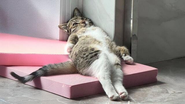 You Can’t Stop Laughing At These Cats 🤣 Funniest CATS of the Month!