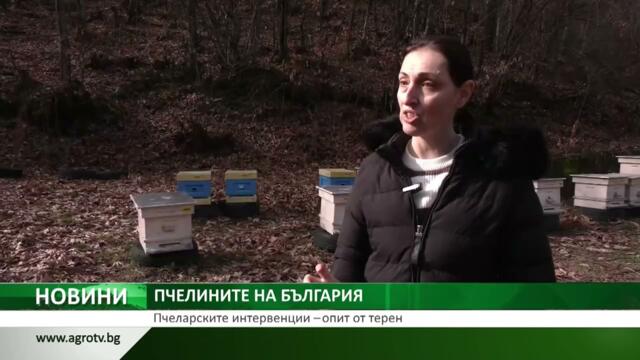 ПЧЕЛИНИТЕ НА БЪЛГАРИЯ: Пчеларските интервенции – опит от терен
