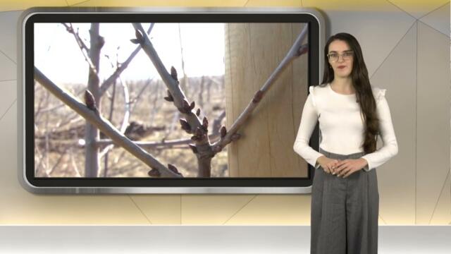 Агрометеорологична прогноза: Застудяване и снеговалежи за зимните култури