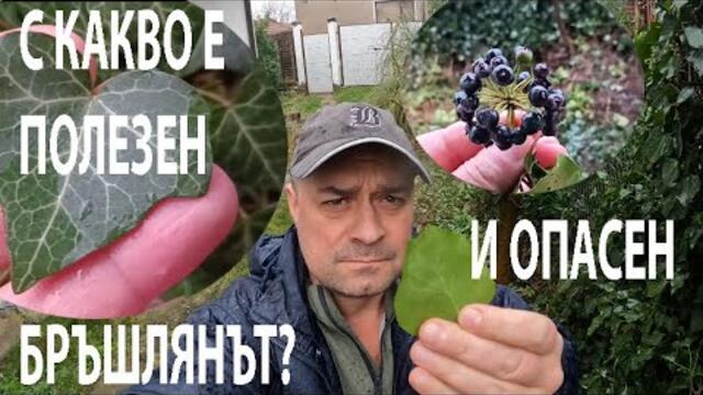 С КАКВО Е ПОЛЕЗЕН И ОПАСЕН БРЪШЛЯНЪТ HOW IS IVY USEFUL AND DANGEROUS #herbs #plants#medicinalplants