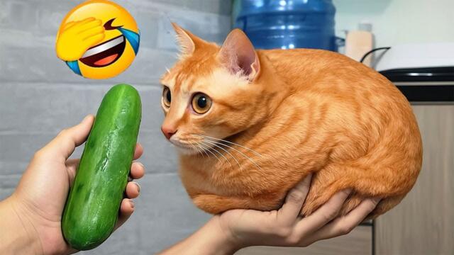 Intenta no reírte 🥰 Los perros y gatos más divertidos del 2026 😻🐶 Parte 7