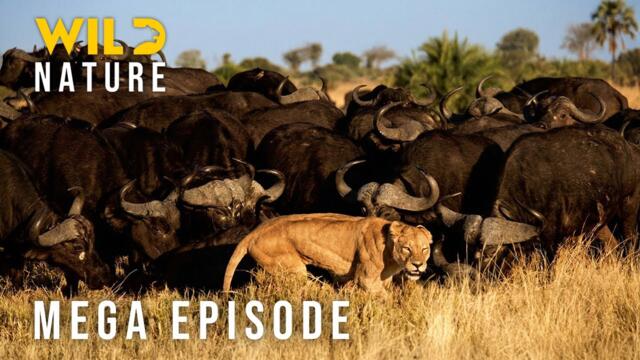 🔴 SAVANNAH TITANS – The Great Challenge for Dominance (Mega Episode) I Nature Animal Documentary