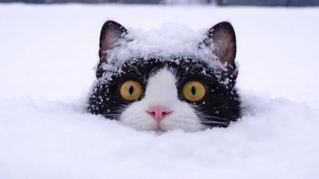 You Can’t Stop Laughing At These Cats Against Snow! 🤣