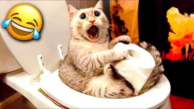 Hilarious Animal Moments Make You Laugh #63