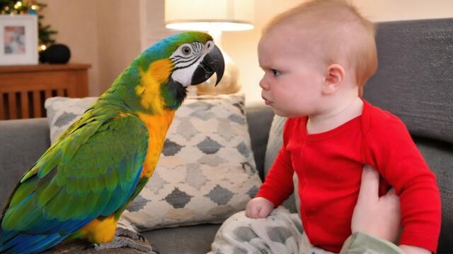 The Most Funniest Debate of the Year Between a Baby and a Talking Parrot! 🤪
