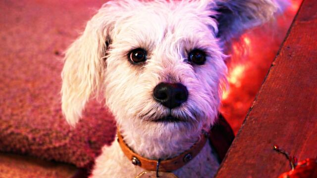 Супергёрл - “Малыш Крипто” Русский трейлер (Субтитры, 2026)  Милли Олкок