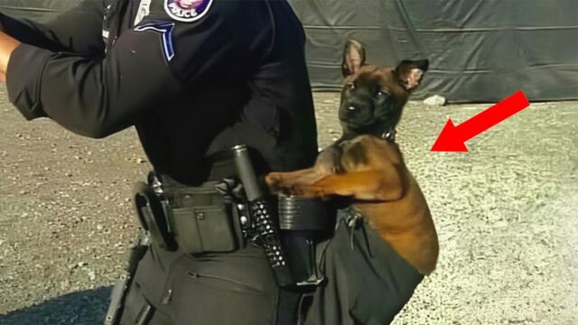 When God Sends You the Funniest Police Dog 😂 Funny BELGIAN MALINOIS