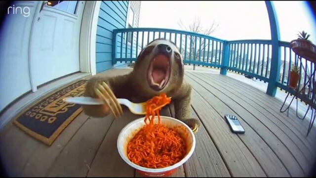 Exotic Animals Reacting to Spicy Noodles on Ring Cam | Funny CCTV Compilation