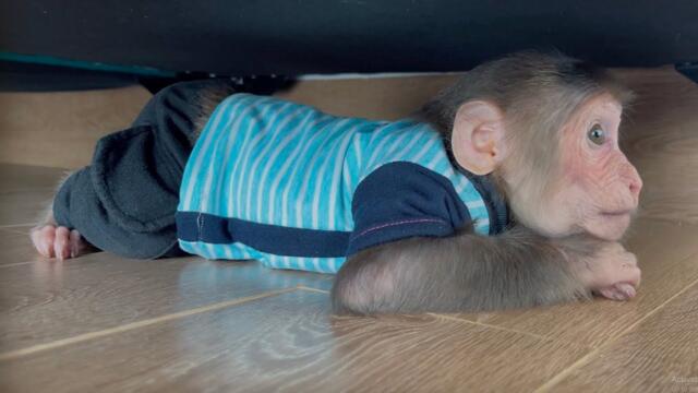 Too Funny! CUBIS Trolls Dad With a Hilarious Game of Hide and Seek