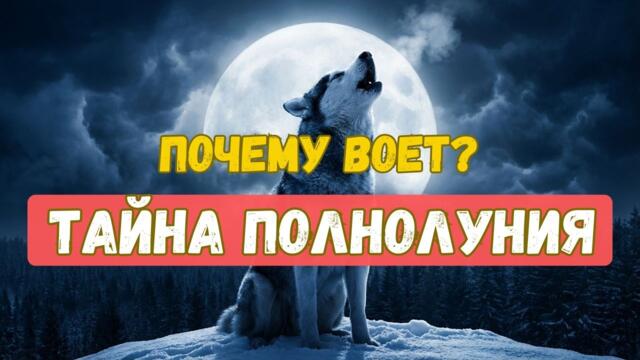 Почему хаски воют в полнолуние? Научное объяснение без мистики