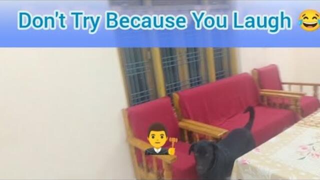 "Funny Dog Videos Try Not To Laugh"