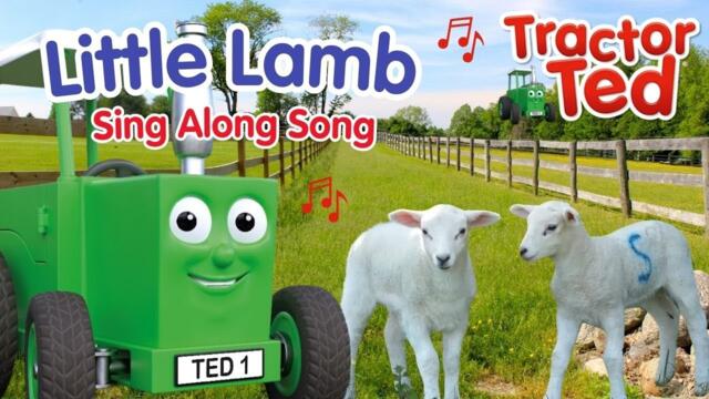 Little Lamb Sing Along Song 🐑🌼 Tractor Ted Farm Songs For Kids
