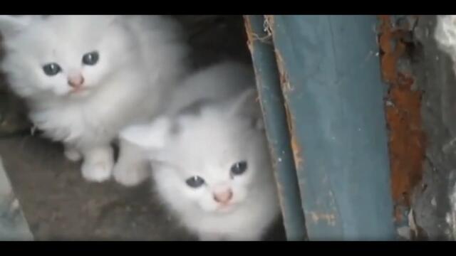 Funniest cats and dogs videos 😹🐶 funny animals 2026