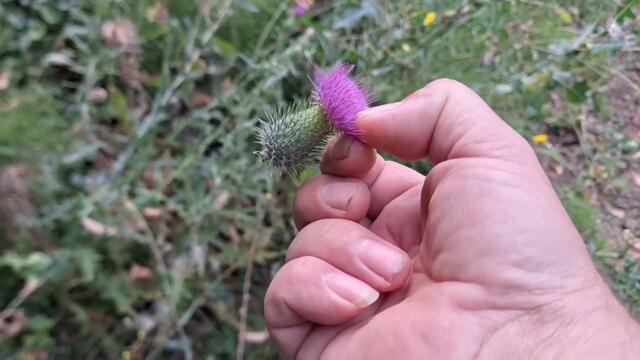 Магарешки бодил какво лекува.