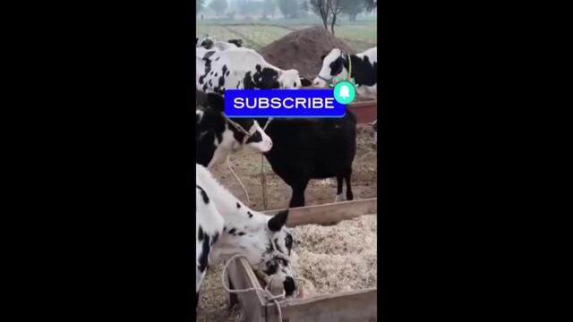 FUNNY COW DANCE 10 │ Cow Song & Cow Videos (Official Moo Video 4K)