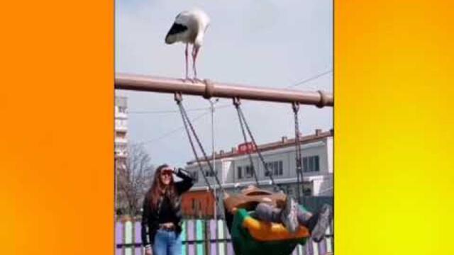 Пенке и ти си избягала от зоологическата градина...
