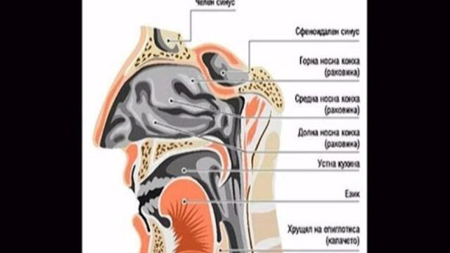 Академия ЗдравОсловно: Епистаксис