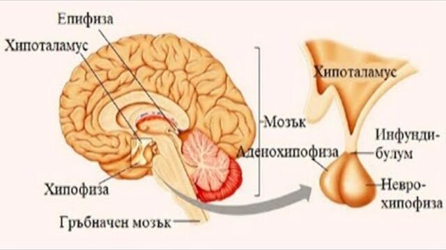 Академия "Здравословно": Безвкусен (инсипиден) диабет - причини, клиника и лечение