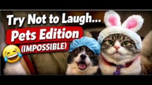 Try Not to Laugh… Pets Edition (IMPOSSIBLE) #FunnyPets #TryNotToLaugh #CuteButPsycho #PetsBeingPets