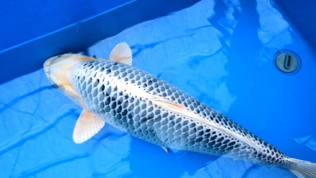 Modern Koi Blog #3519 - Live from Japan: Die Koi aus Nagatani