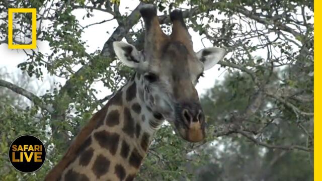 Safari Live - Day 352 | National Geographic