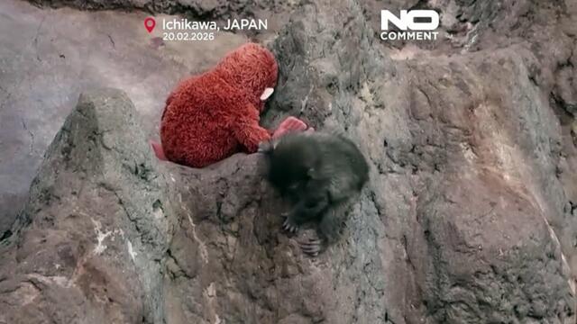 Fans flock to Japan zoo to see viral baby monkey Punch