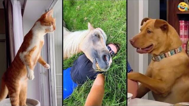Funny ANIMALS videos 😂 Funniest CATS🐈 and DOGS🐕 2026