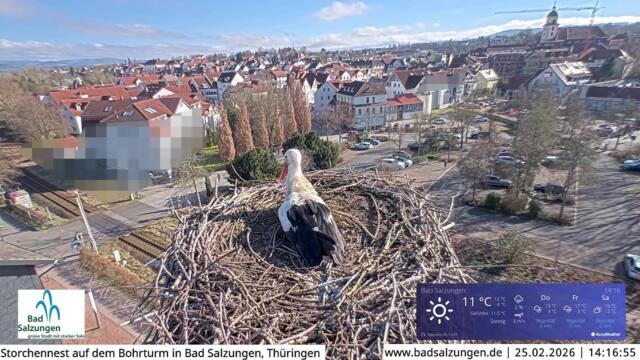 Storchennest Live Webcam in Bad Salzungen, Thüringen