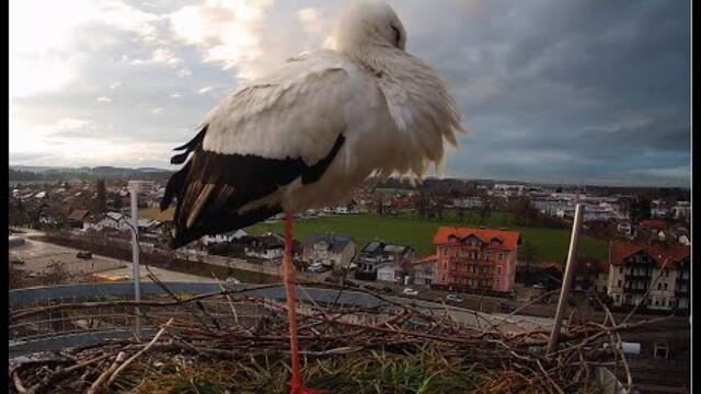 LIVE Storchennest Freilassing