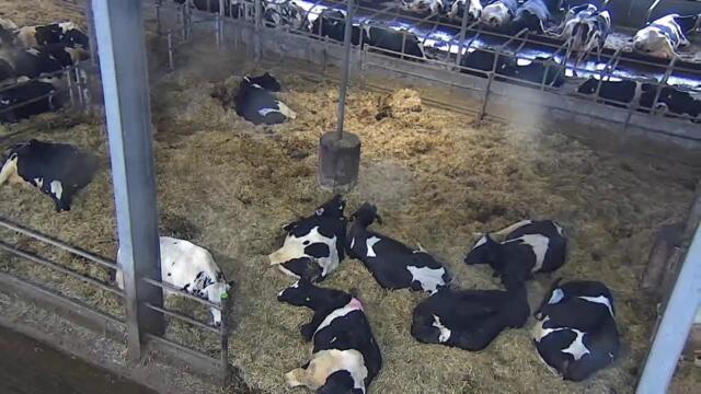 Livestream von Hemme Milch Uckermark