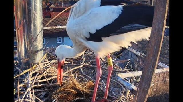 Storchennest 2026 live Kamera Haßleben TV