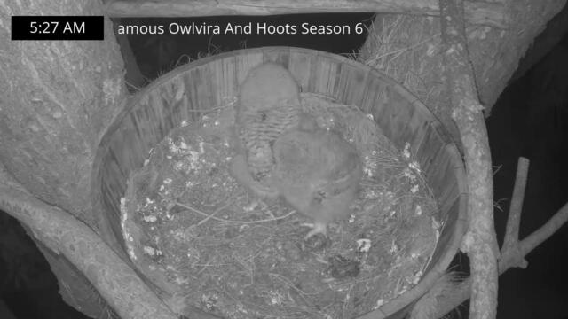 Live Owl Camera S6