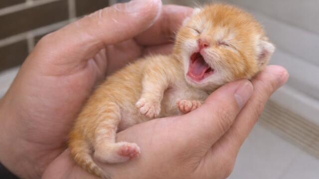A mother cat gave birth to kittens in a carrier. Subtitles