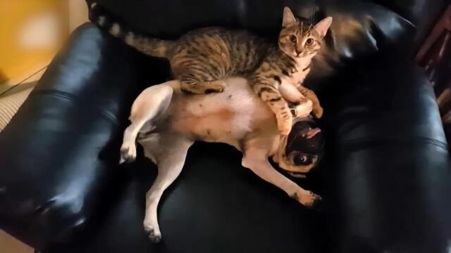 Funny Moments You’ll Replay a Thousand Times! 😂 #67