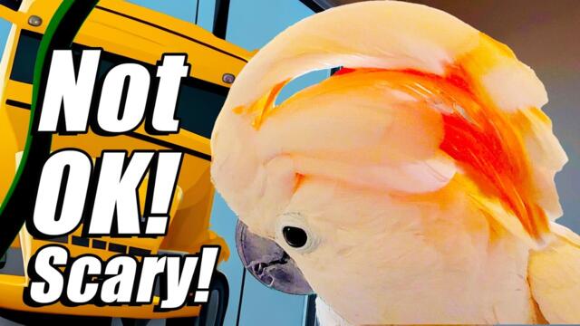 From Party to Panic: Max vs. The Giant Construction "Snake" (Subtitles)