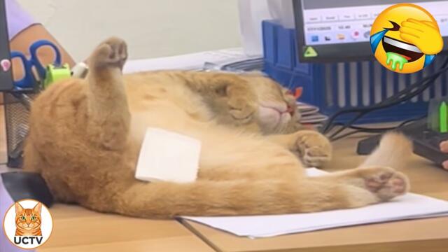 New Funniest Cats Videos 😼Try Not To Laugh😜Daily Serving of Internet Cats Part 15
