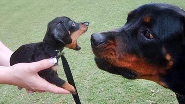 Funny Puppies Facing a Big Dog for the First Time Ever! 🤣Funniest DOGS Video!