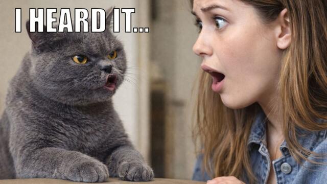She Was NOT Ready for What Her Cat Said 😳🐱 | Funny Talking Cat