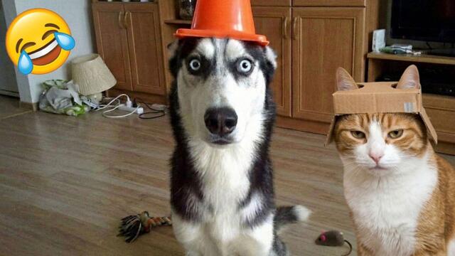 You Laugh You Lose 😹 Funniest Cats and Dogs 2026 😂🤣 Part 10