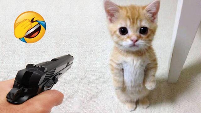 Try Not Laughing 😅 New Funny Cats and Dogs 2026 😹🐶 Part 10
