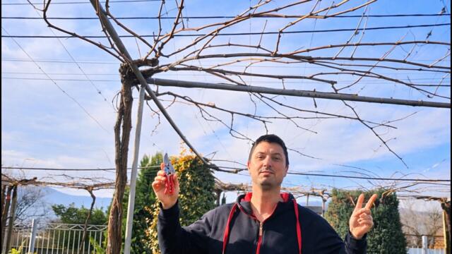 Как се реже асма - обяснено разбираемо  за градинари без опит