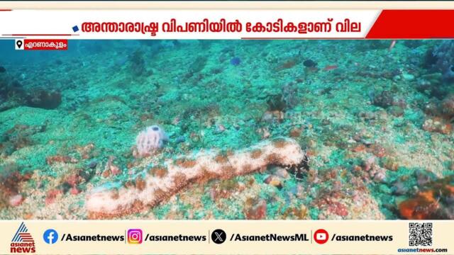 കടൽവെള്ളരി കടത്ത്; രണ്ട് കേസിലും കുറ്റപത്രം നൽകി ഇഡി | Sea cucumbers | Crime news