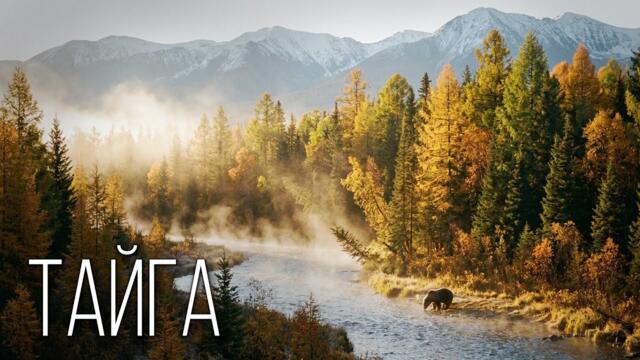 Тайга: Суровое Северное Царство | Интересные факты про Тайгу