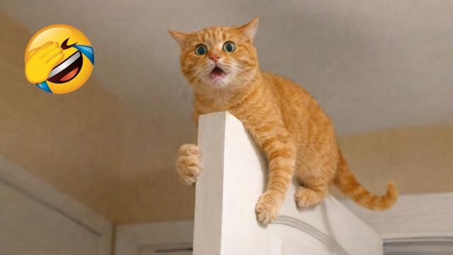 Try Not To Laugh 😂 Funniest Pets of 2026 😹🐶 Part 25