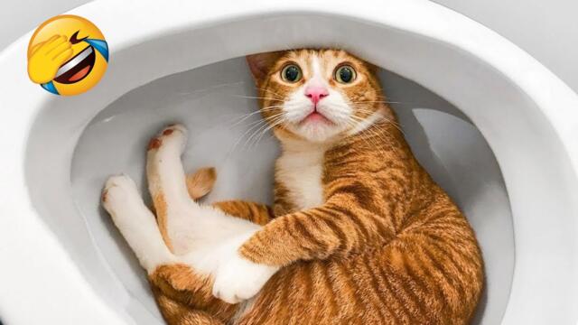 Funniest animal videos that will make you cry laughing 🤣