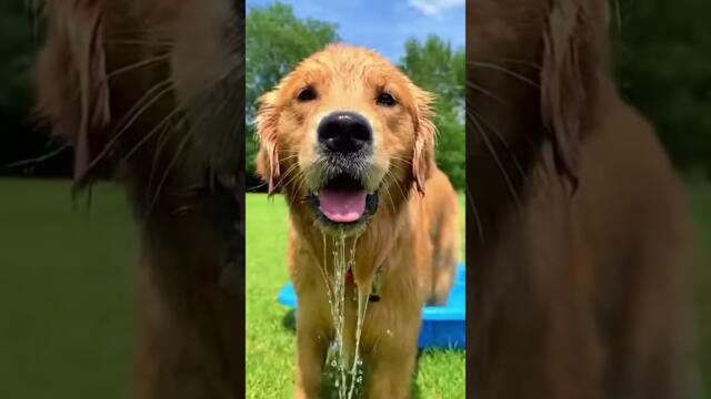 Funniest Animal Fails  #10  | Funny Pets moments #viral #animals #funnypets